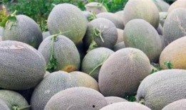 吃哈密瓜的新疆网红有哪些,新疆网红哈密瓜美食达人大盘点